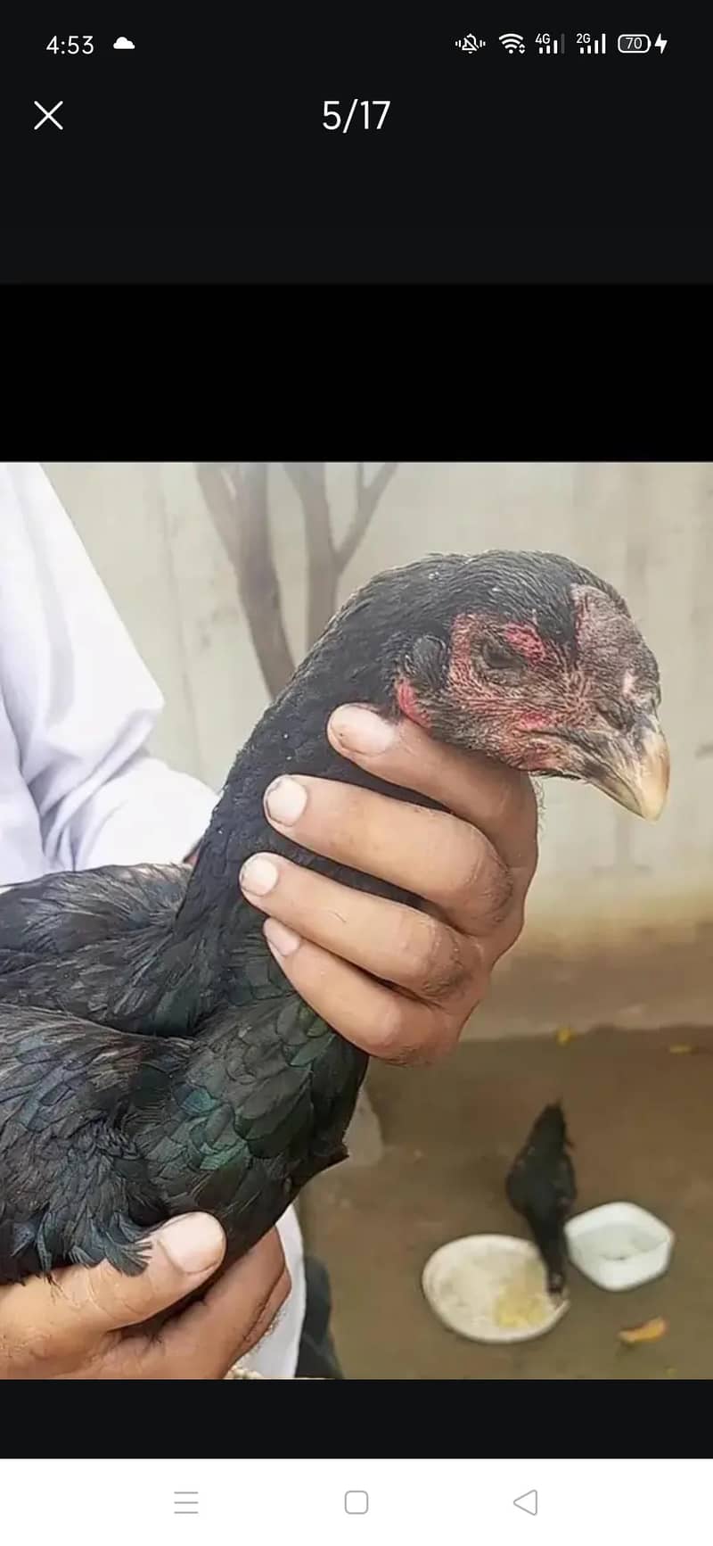 femail pair or chicks 0