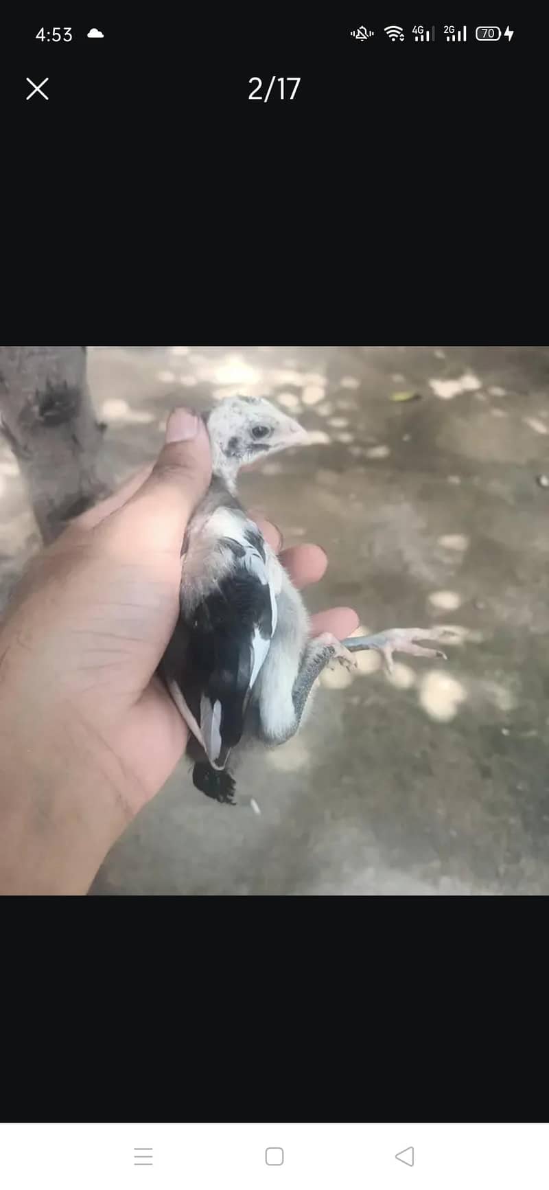 femail pair or chicks 3