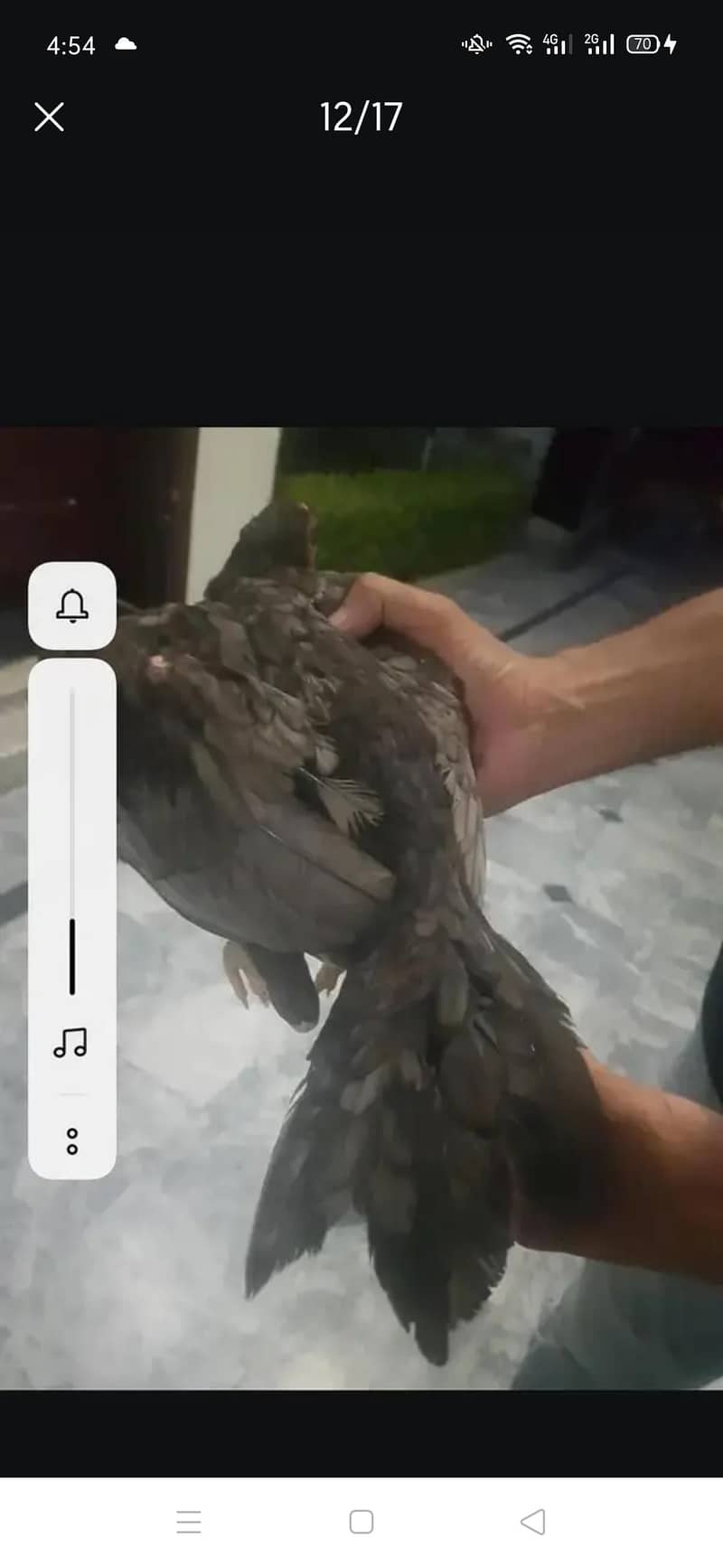 femail pair or chicks 4