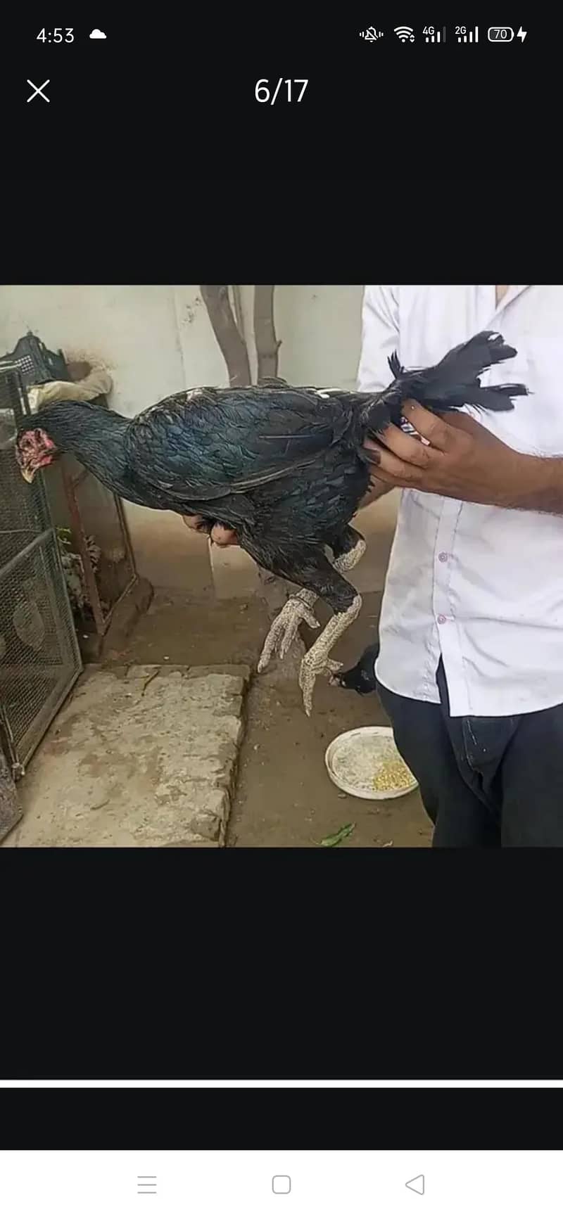 femail pair or chicks 14