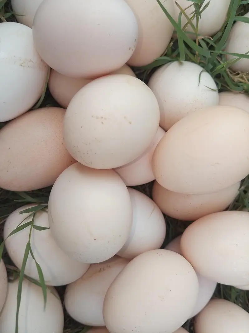 Desi Misri Golden Eggs For sale