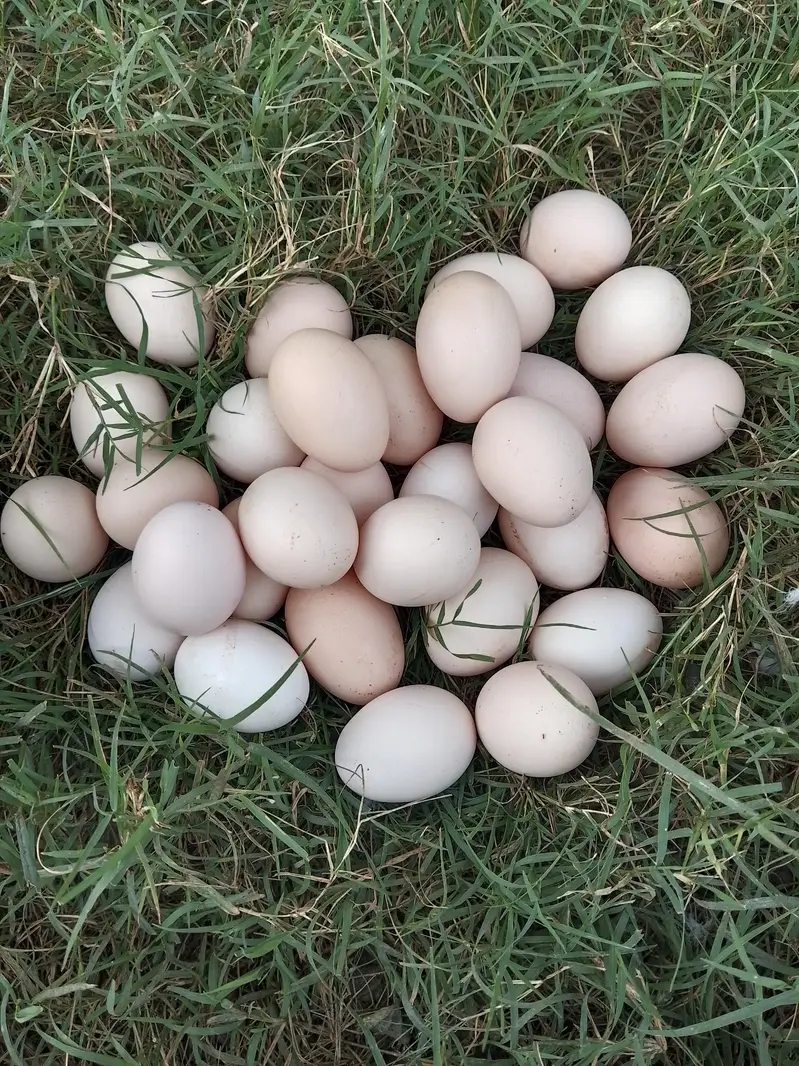 Desi Misri Golden Eggs For sale — photo 2