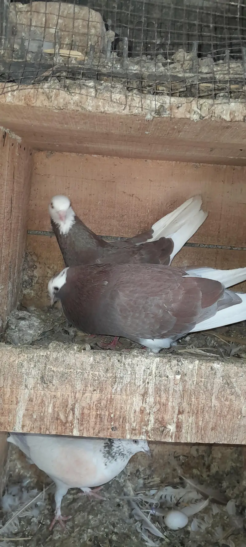 fancy breader pair active and healthy — photo 2