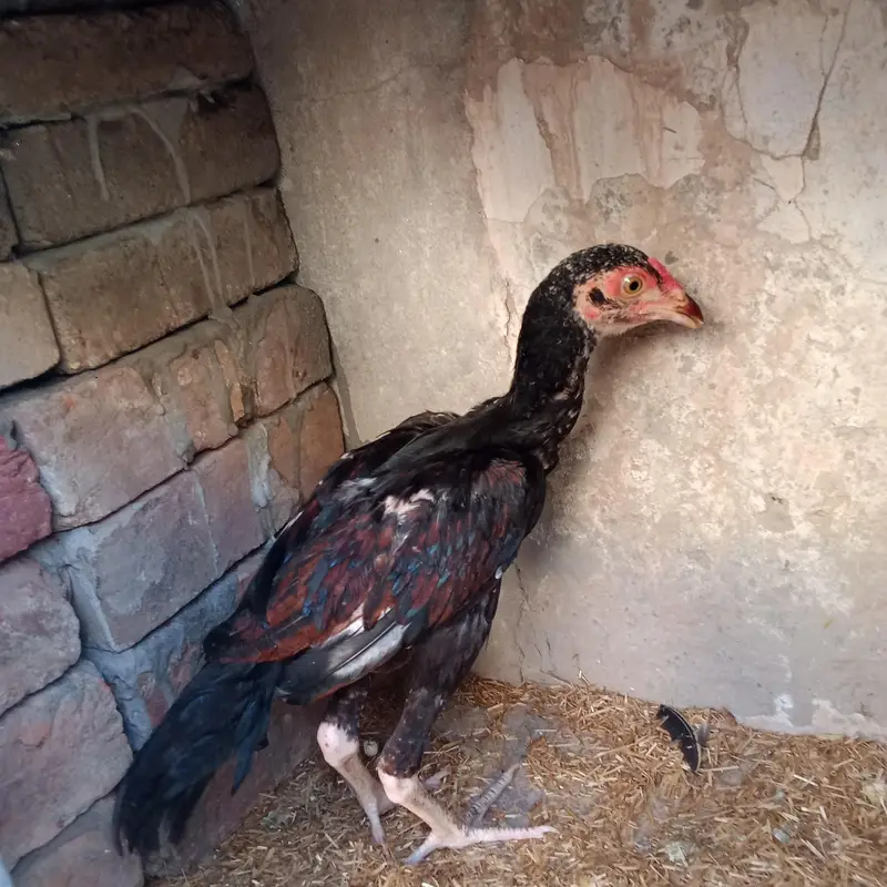 Marshalla mianwali breed — photo 2