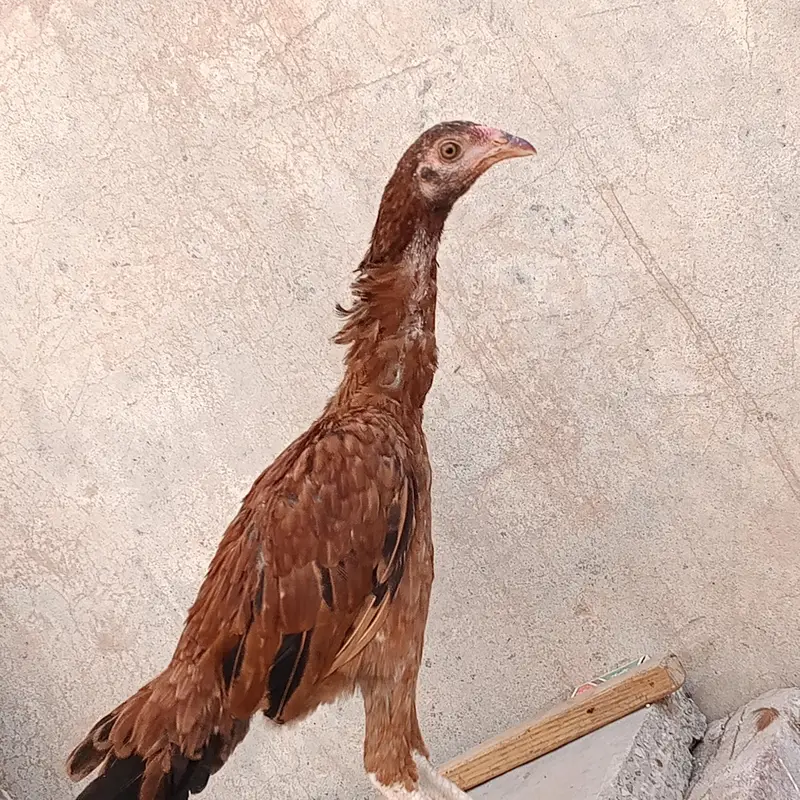 Marshalla mianwali breed — photo 3