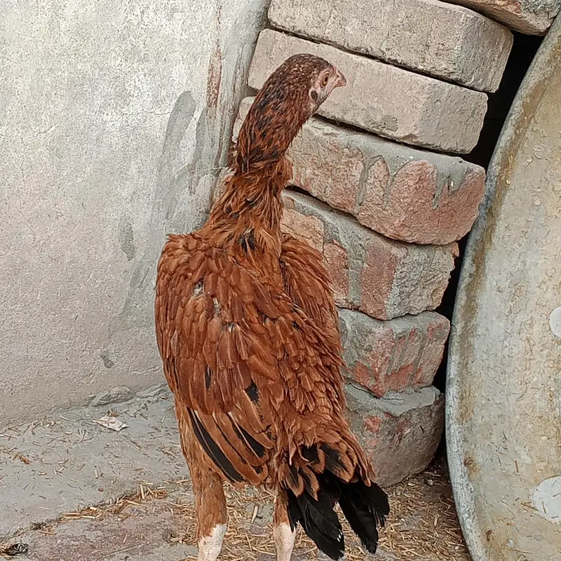 Marshalla mianwali breed — photo 4
