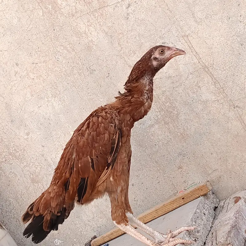 Marshalla mianwali breed — photo 5