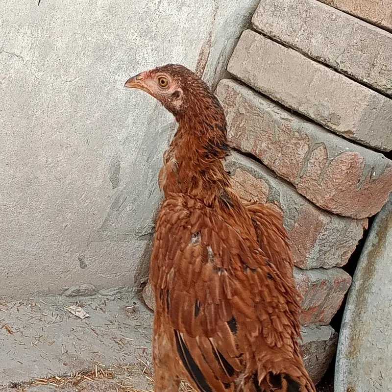 Marshalla mianwali breed — photo 6
