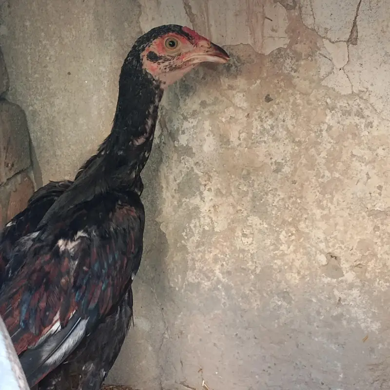 Marshalla mianwali breed — photo 7