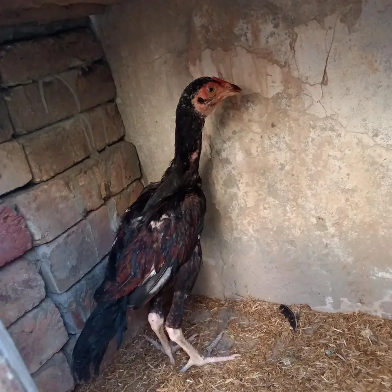 Marshalla mianwali breed — photo 8