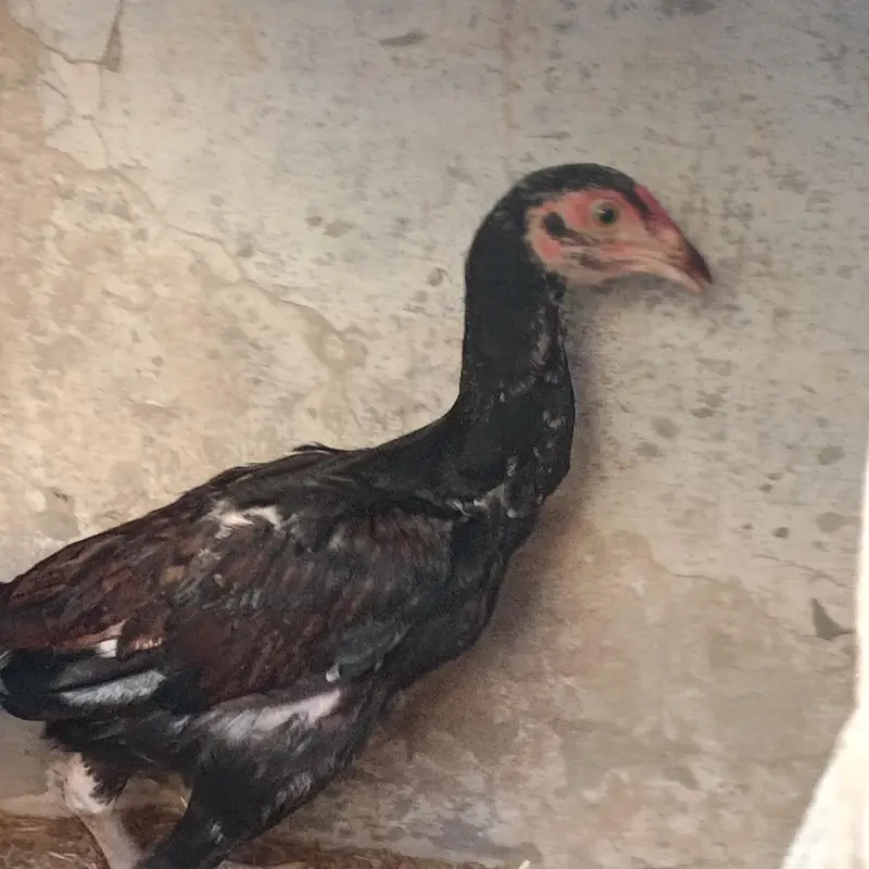 Marshalla mianwali breed — photo 9