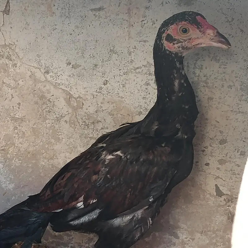 Marshalla mianwali breed — photo 10