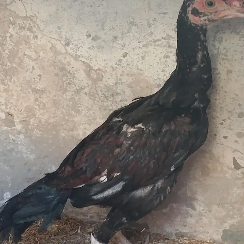 Marshalla mianwali breed — photo 11