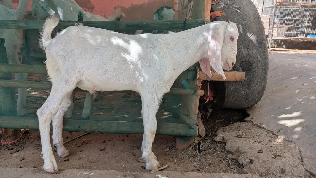 Nukra tapra Bakra — photo 2