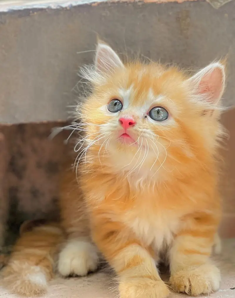 Punch Face Kitten | Persian Cats — photo 2