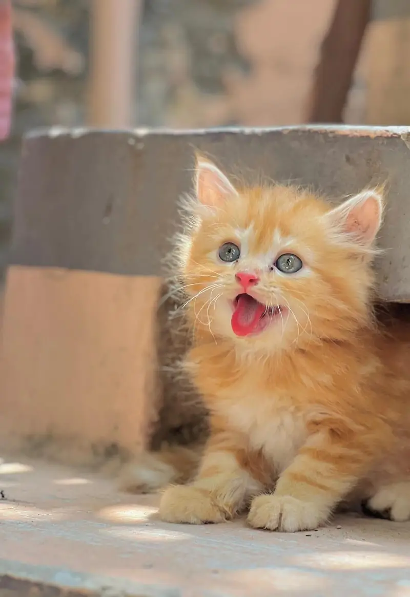 Punch Face Kitten | Persian Cats — photo 3