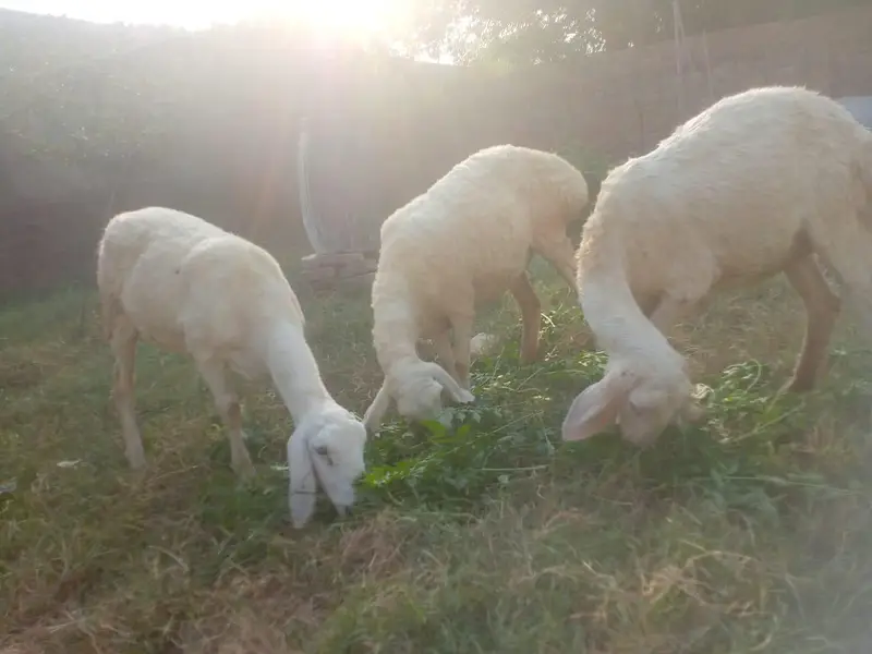 3 female Turkish sheep for  sale — photo 2
