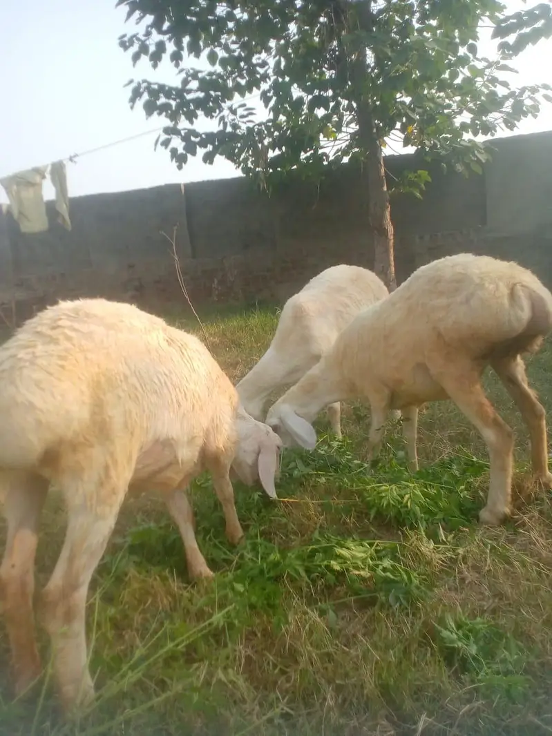 3 female Turkish sheep for  sale — photo 3