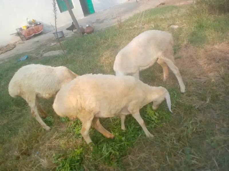 3 female Turkish sheep for  sale — photo 4