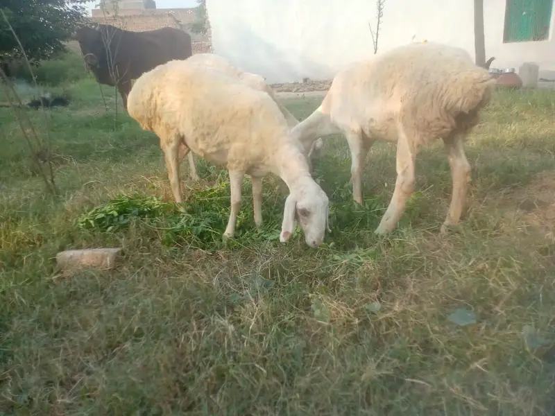 3 female Turkish sheep for  sale — photo 5