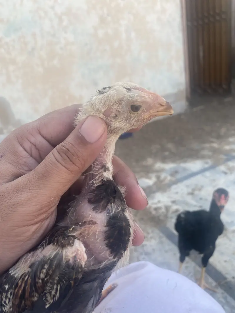 Aseel Chicks – Burmi x Shamo x Thai Cross (ND + IB + H9 Vaccinated) — photo 2