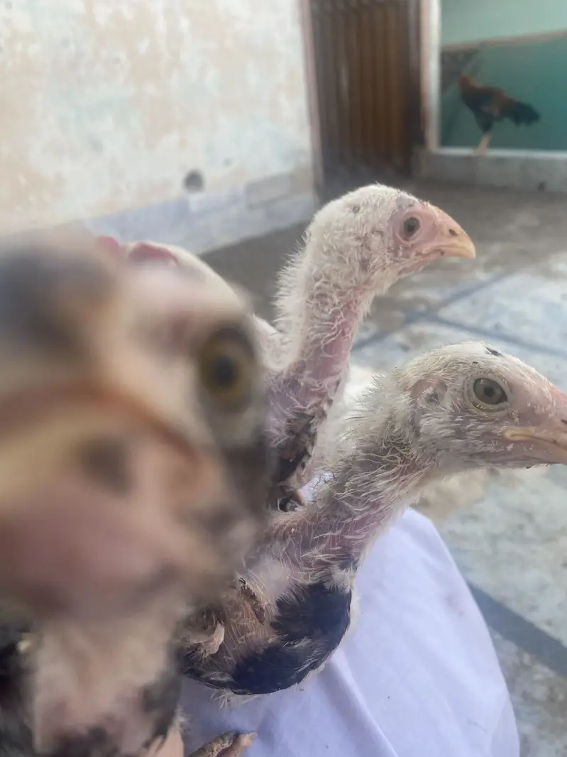 Aseel Chicks – Burmi x Shamo x Thai Cross (ND + IB + H9 Vaccinated) — photo 3