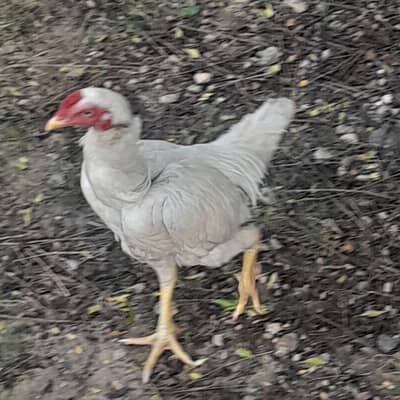 exchnage with desi chiks or eg layin hens.