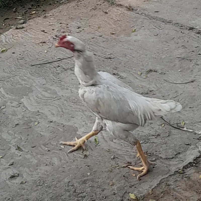exchnage with desi chiks or eg layin hens. — photo 2