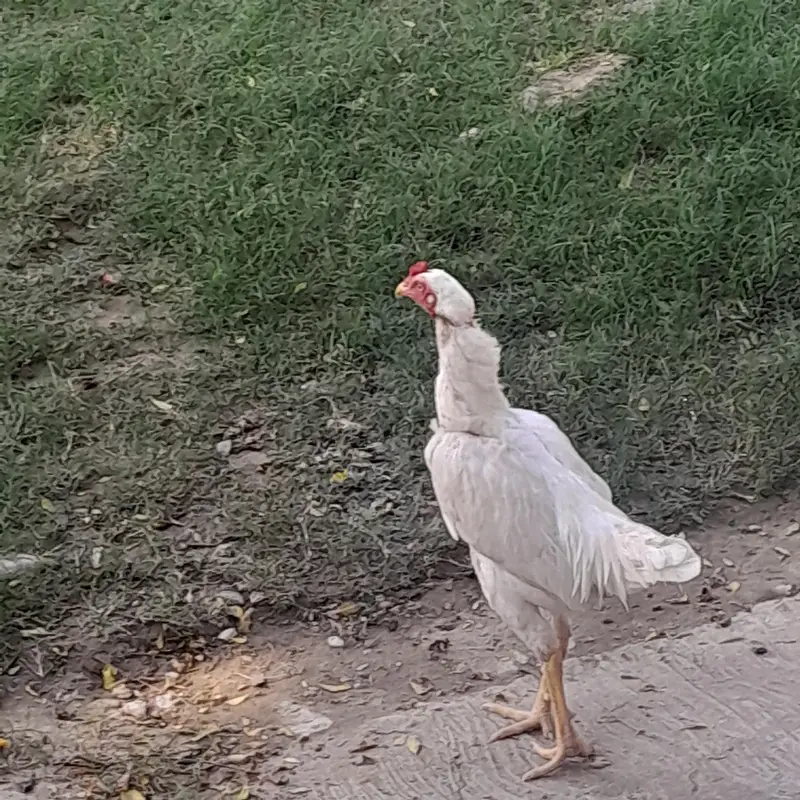 exchnage with desi chiks or eg layin hens. — photo 3