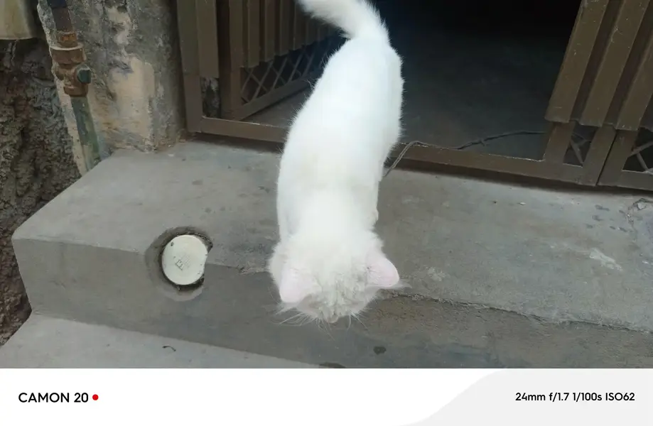 cat white — photo 2