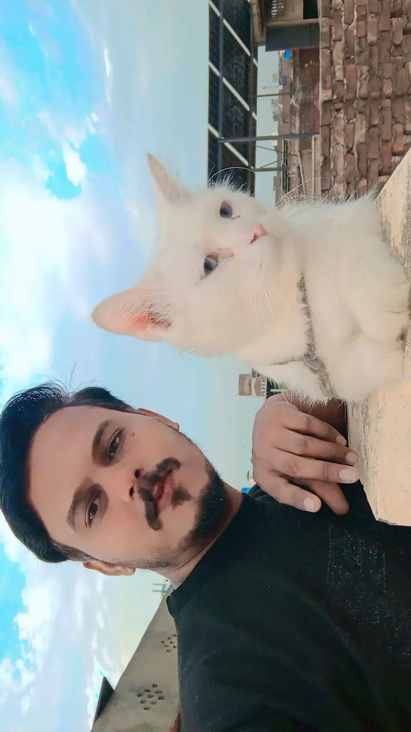 cat white — photo 3