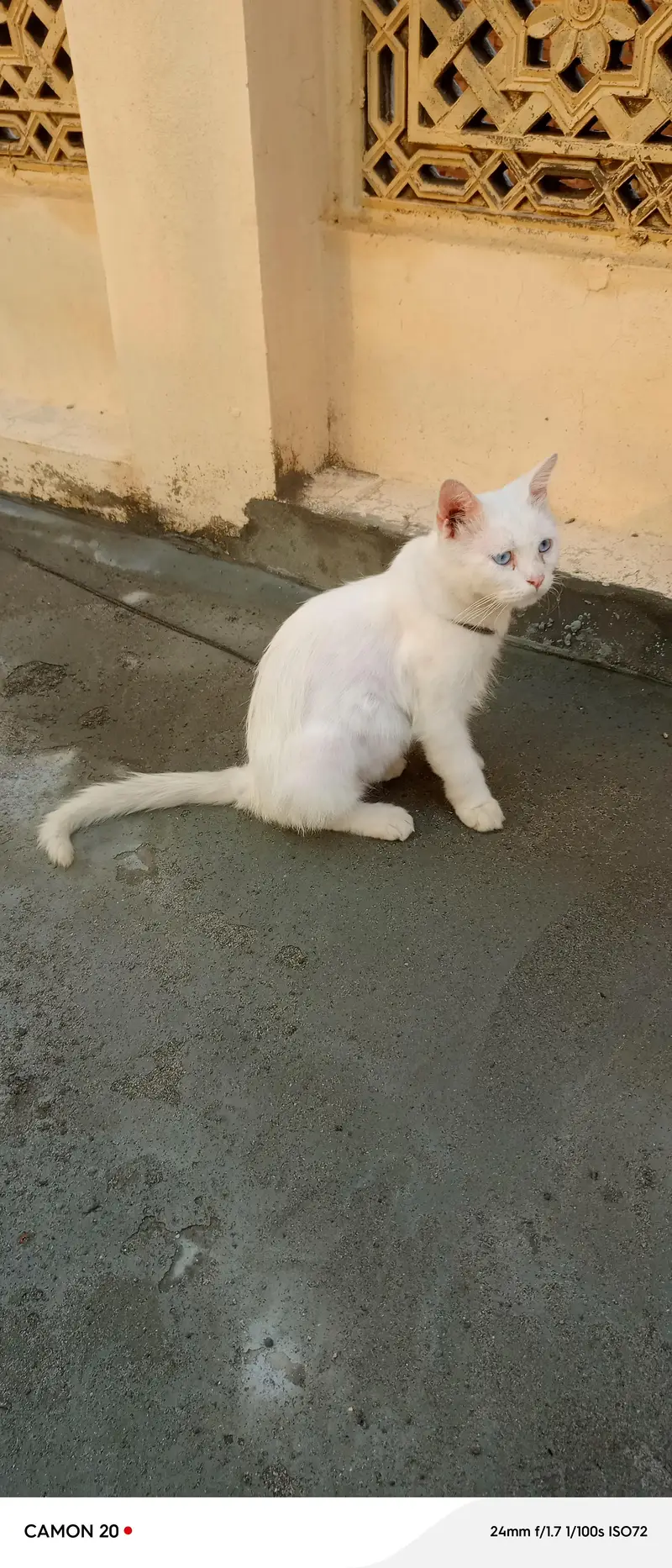 cat white — photo 4