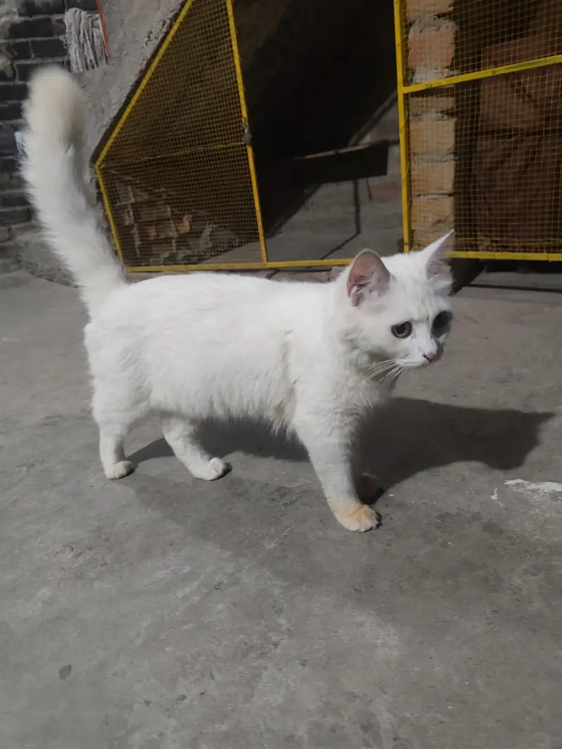 Persian Cat Pair Female And Kitten's — photo 6