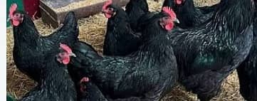 Pure Austrolop Egg laying Hens (Qty 3)