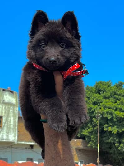 Black shepherd | Huksy puppy | top Breeds available for sale