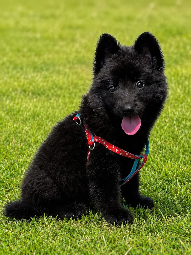 Black shepherd | Huksy puppy | top Breeds available for sale — photo 2
