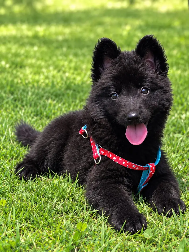 Black shepherd | Huksy puppy | top Breeds available for sale — photo 3