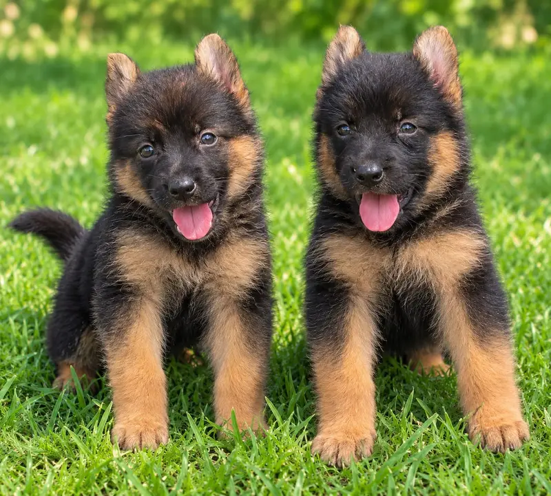 Black shepherd | Huksy puppy | top Breeds available for sale — photo 5