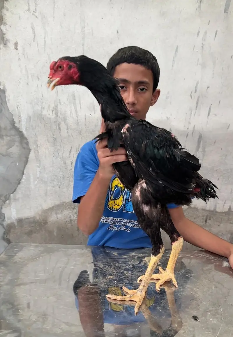 pure Thai Pakoya Aseel chicks | Dragon & Shamo | imported Pathay — photo 4