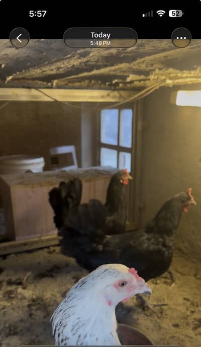 Pure Austrolop egg laying healthy Hens are available