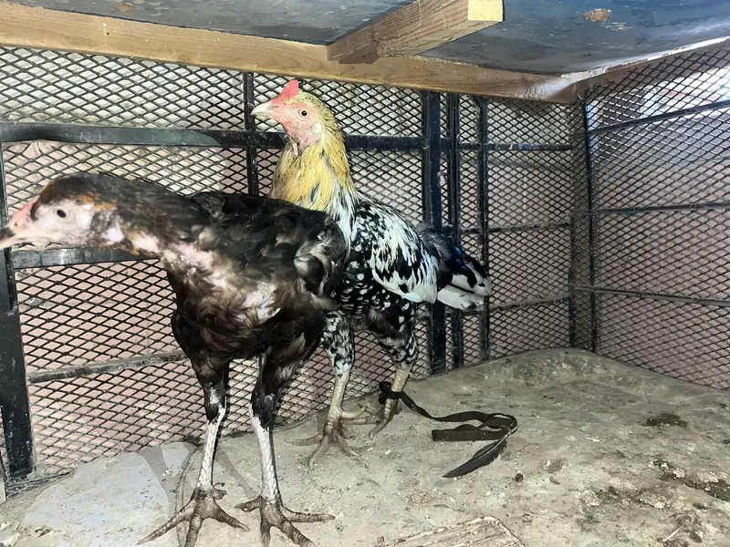 desi aseel pair for sale — photo 4