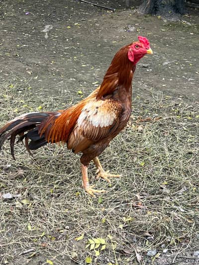 Aseel rooster Main wali with aseel female and other Hens
