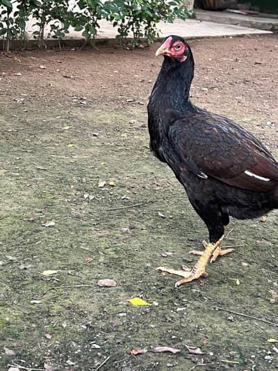 Aseel hens and other