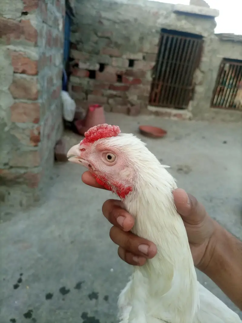 Aseel  Heera  available for sale — photo 2