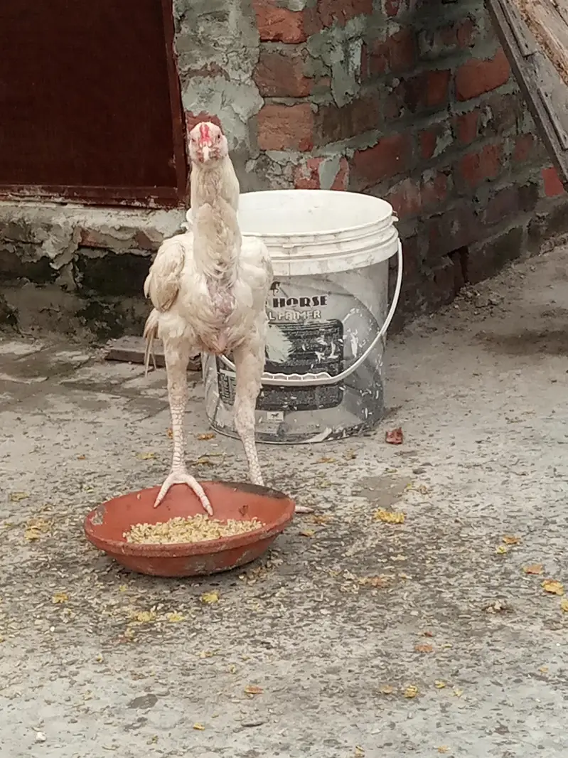 Aseel  Heera  available for sale — photo 3