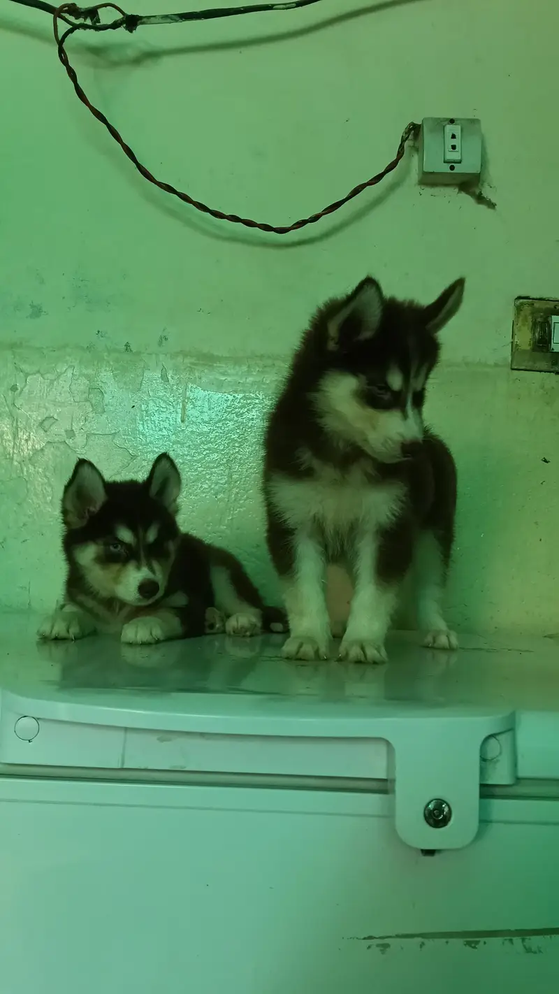 Siberian Husky Puppies for Sale – Blue Eyes & Odd Eyes — photo 3