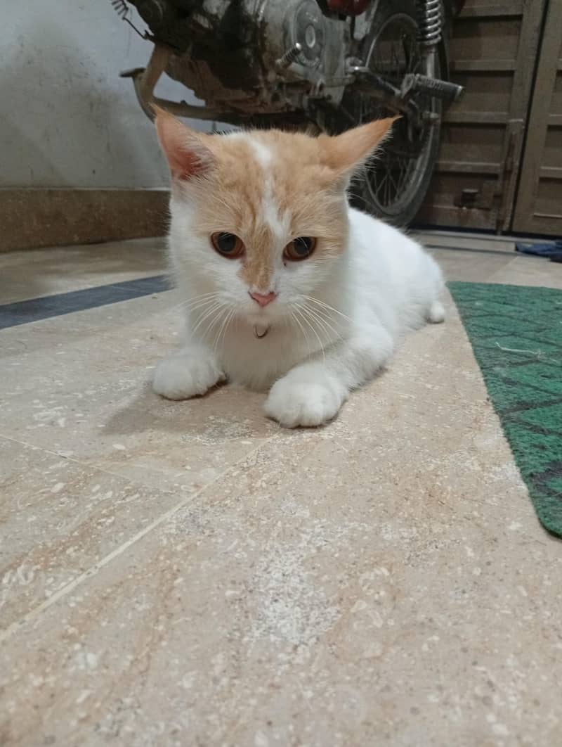 home Cat 0