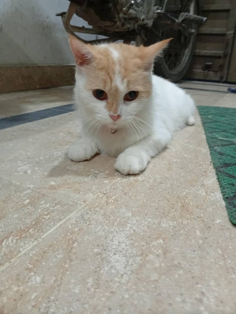 home Cat 1