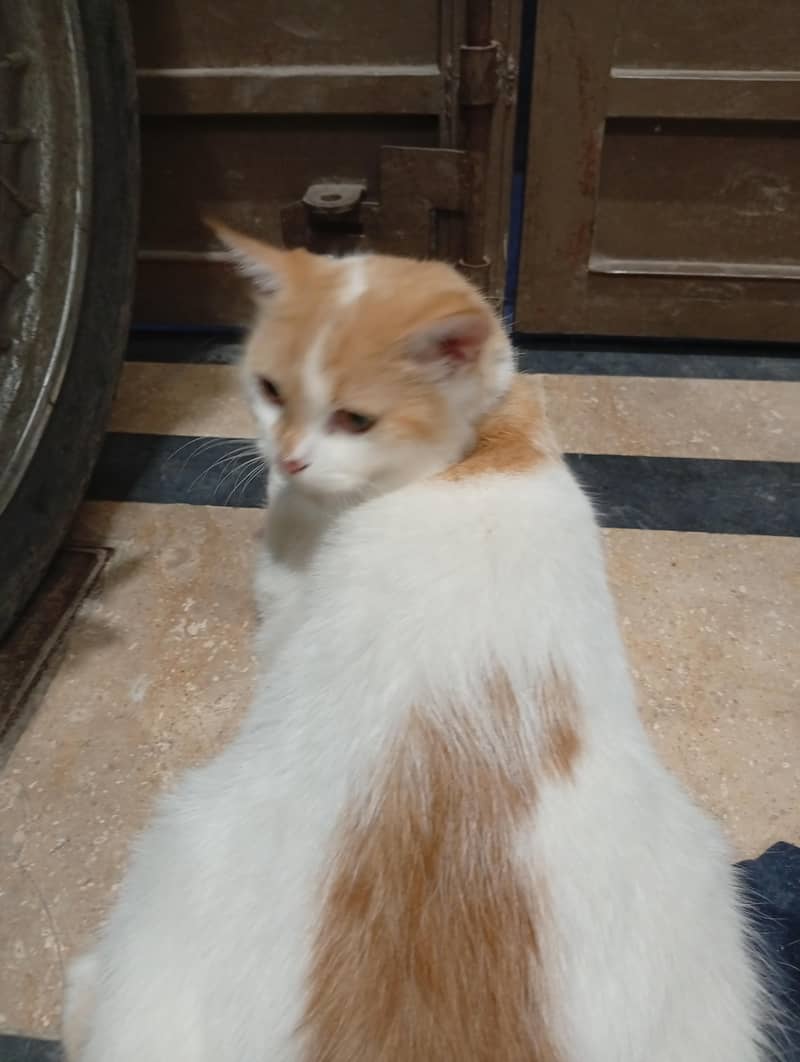 home Cat 2
