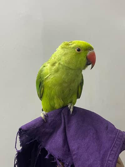 Ringneck Hand tamed male & Breeding pair